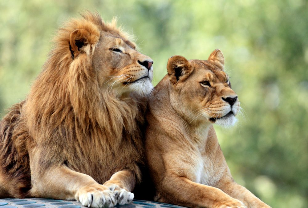 Lion research tracking