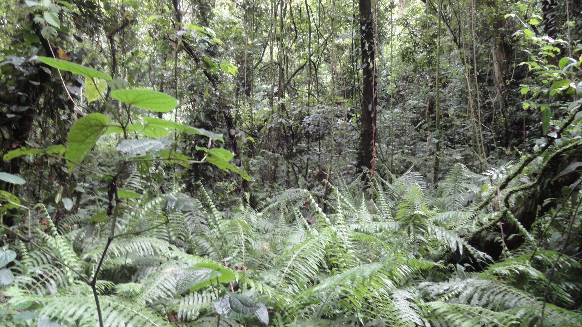 Kalinzu forest