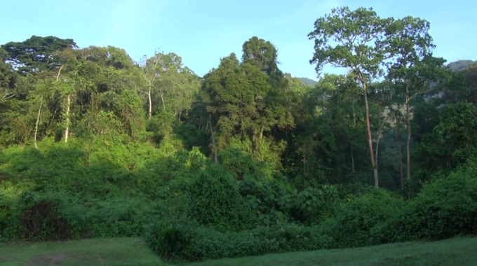 Maramagambo Forest Uganda
