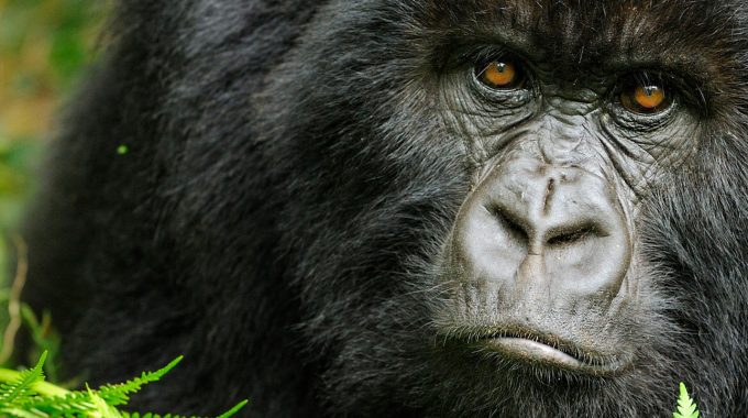 What Do Gorillas Eat?