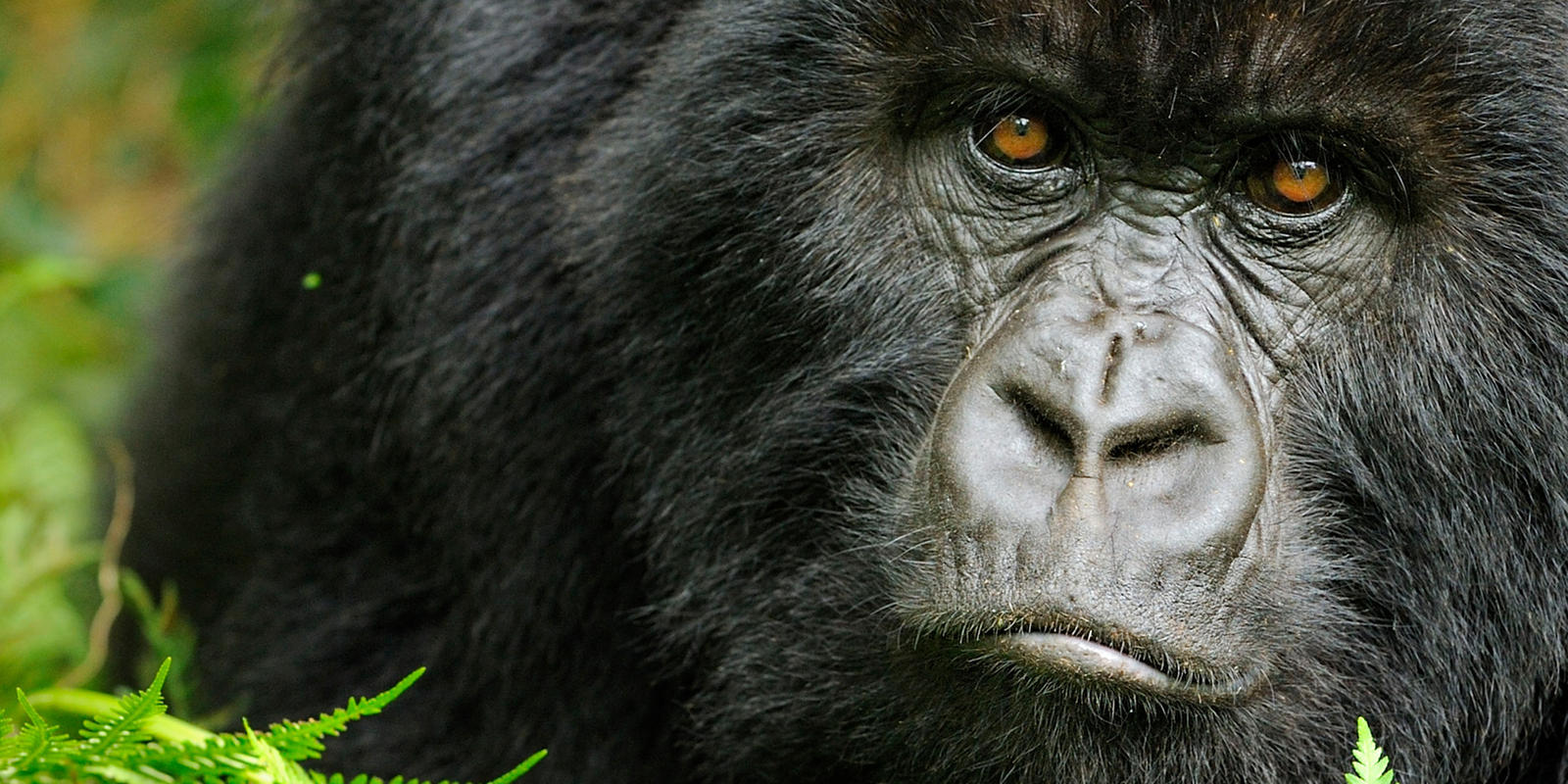 What do gorillas eat?