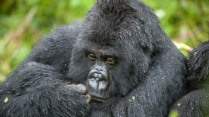 Gorilla Trekking In Mgahinga Gorilla National Park.