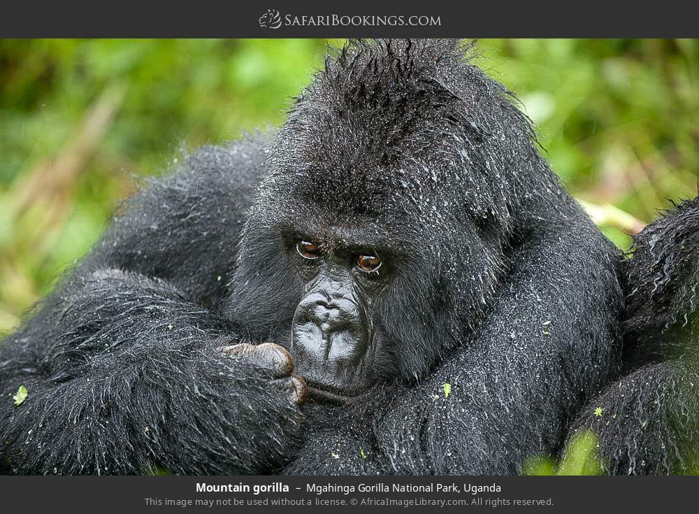 Gorilla Trekking in Mgahinga Gorilla National Park.
