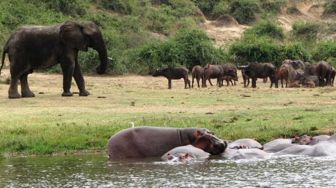 Top Attraction In Queen Elizabeth National Park