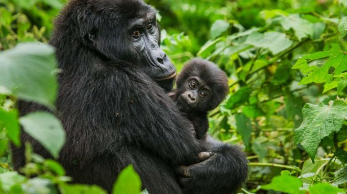 Gorillas In Uganda