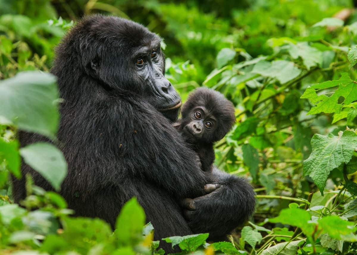 Gorillas in Uganda