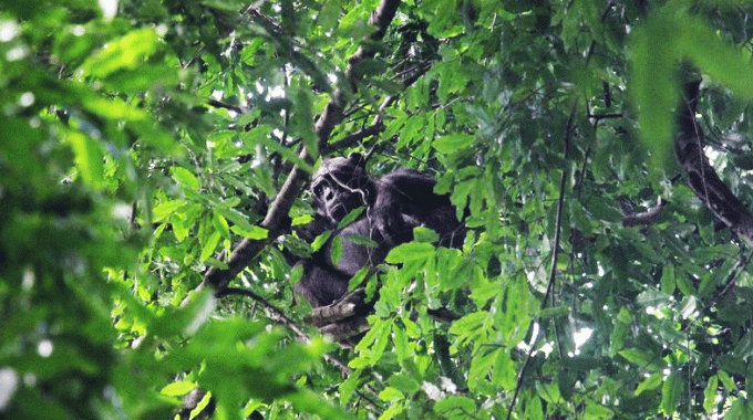 Chimpanzee Trekking In Budongo