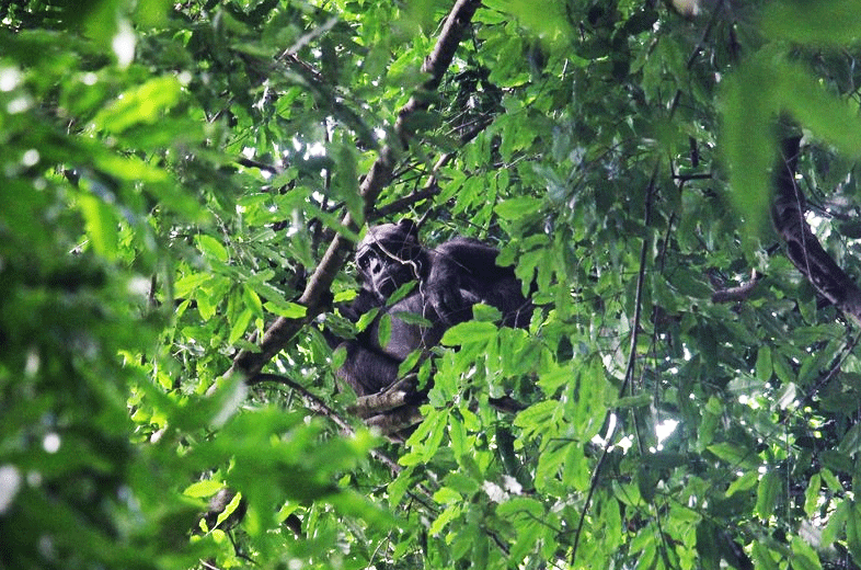 Chimpanzee trekking in budongo