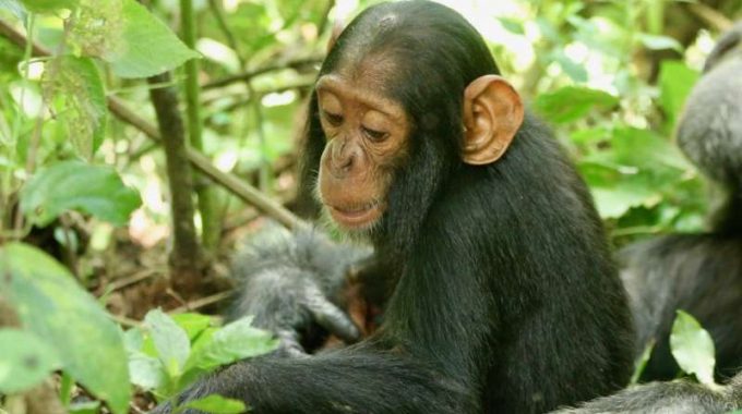 Chimpanzee Trekking In Queen Elizabeth National Park