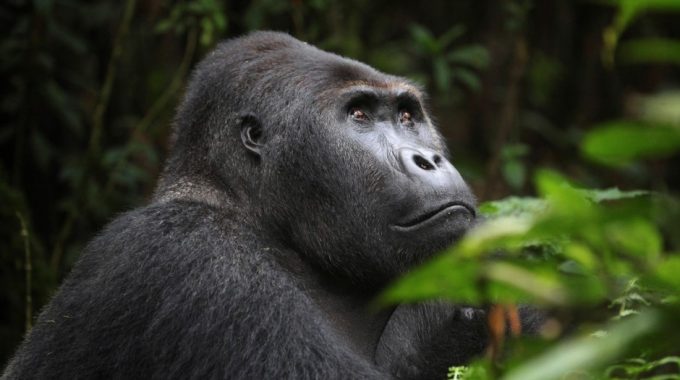 Gorilla Trekking Congo