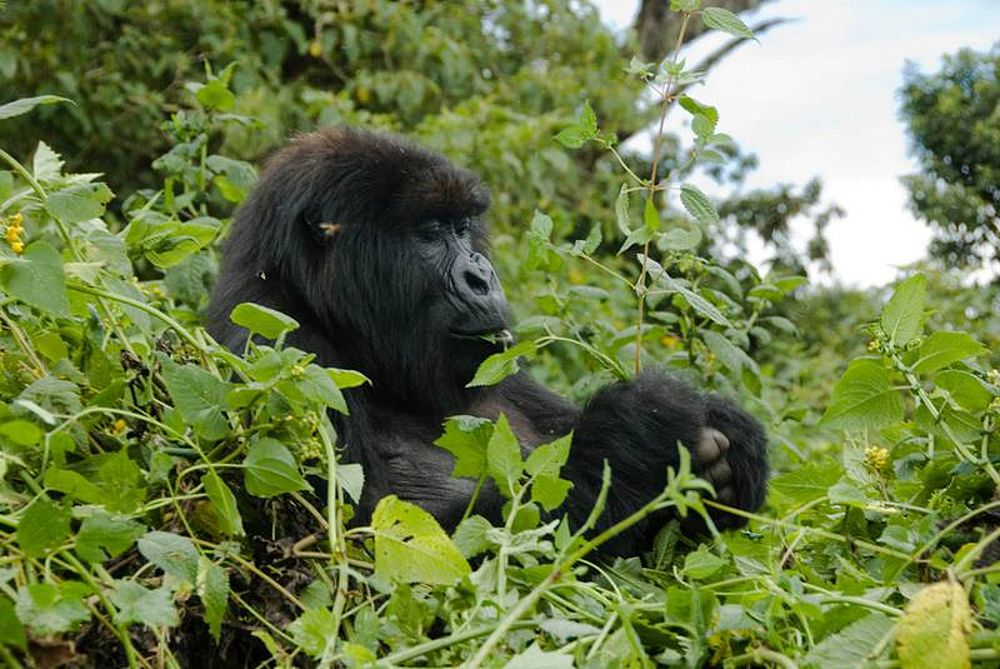 What do gorillas eat?