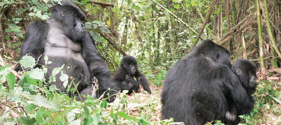 Gorilla habituation in Uganda