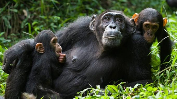 Chimpanzee Habituation In Kibale