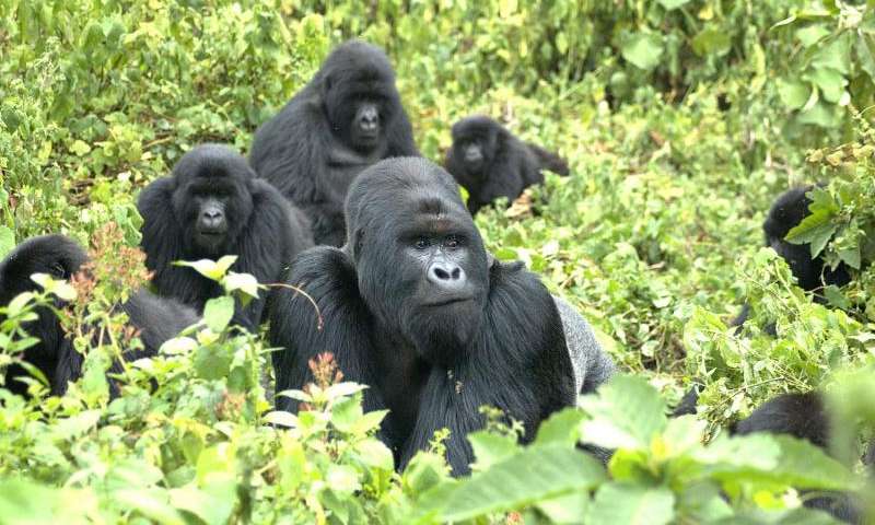 The Endangered Gorillas