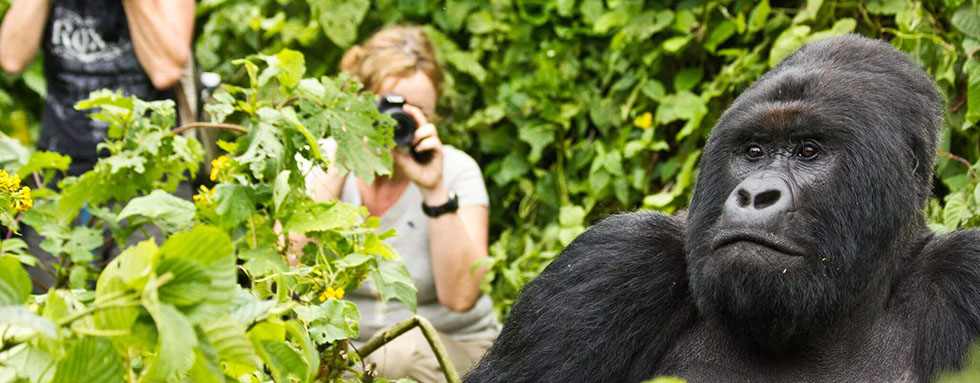 Price of gorilla trekking in Uganda