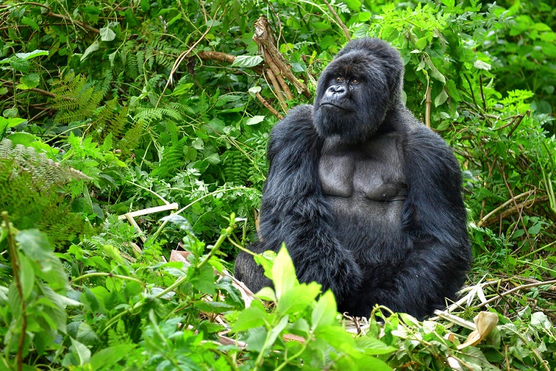Are gorillas endangered?
