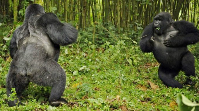 What Should I Do When Gorillas Charge?