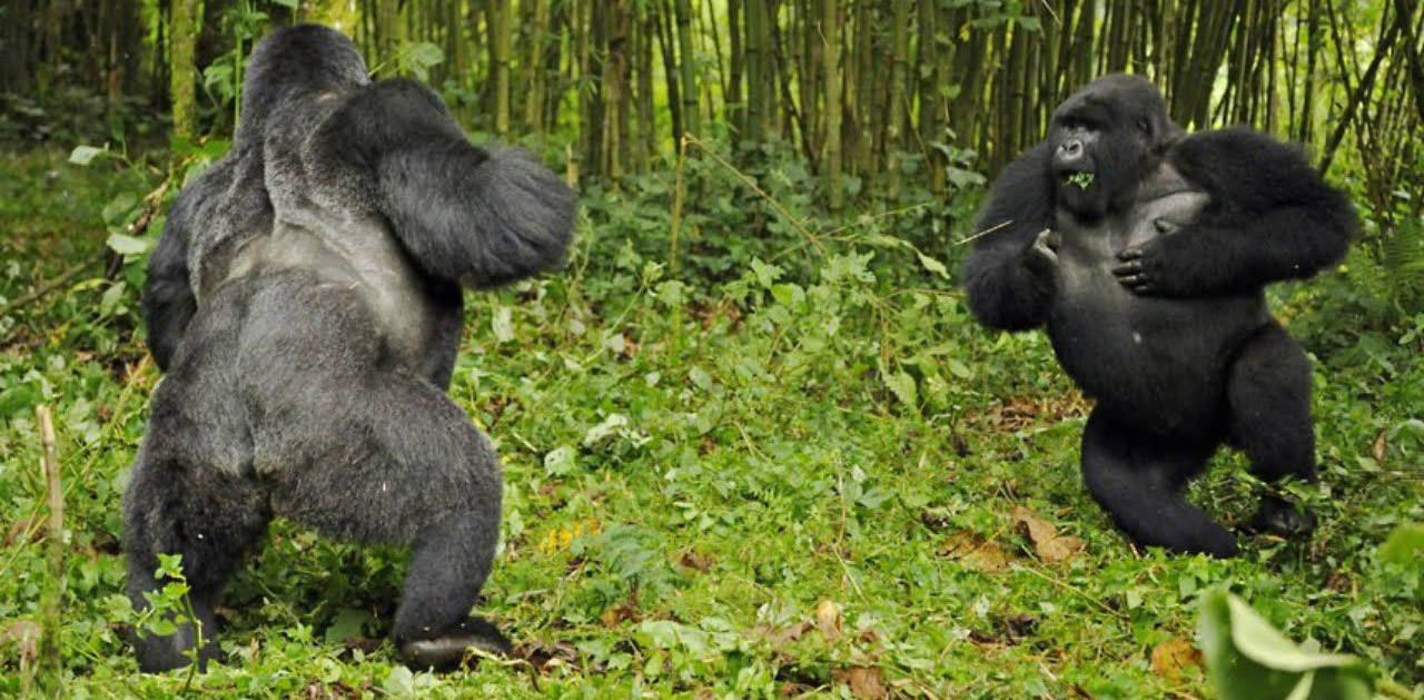 What should I do when gorillas charge?