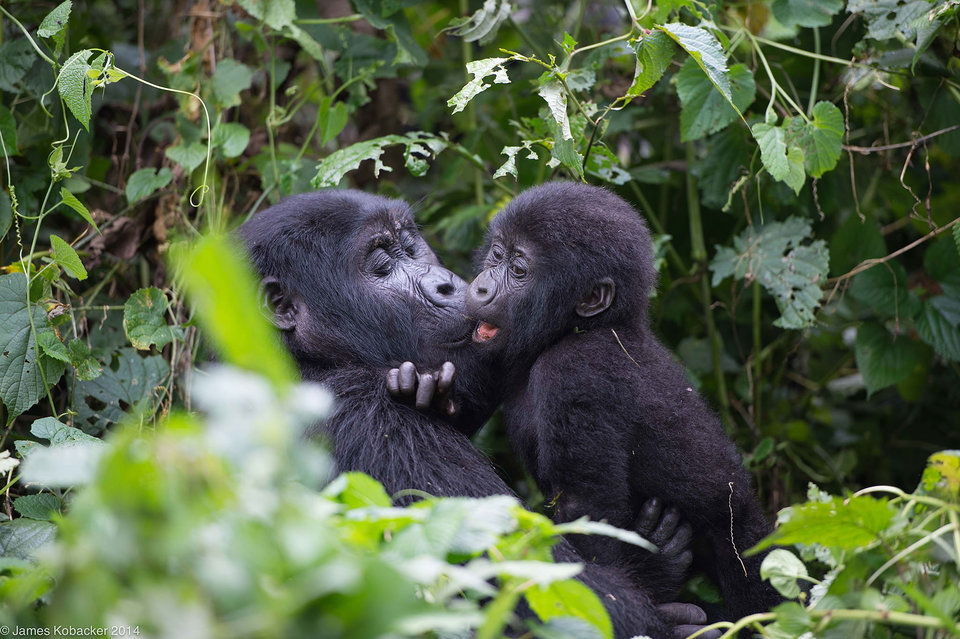 Rushaga sector - Gorilla Trekking Uganda