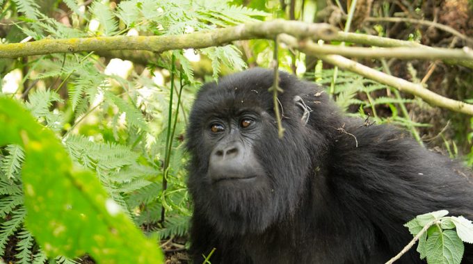Mountain Gorilla Trekking In Rwanda And Uganda