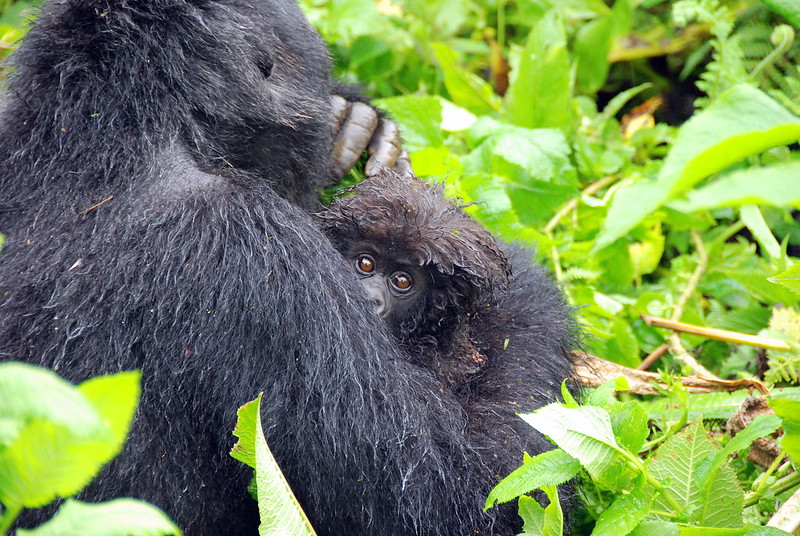 FAQS ABOUT GORILLAS