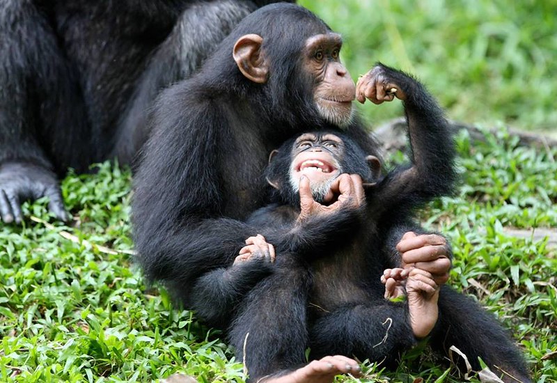 Chimpanzee habituation in Uganda