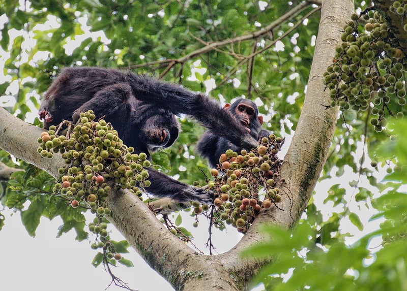NYUNGWE FOREST NATIONAL PARK
