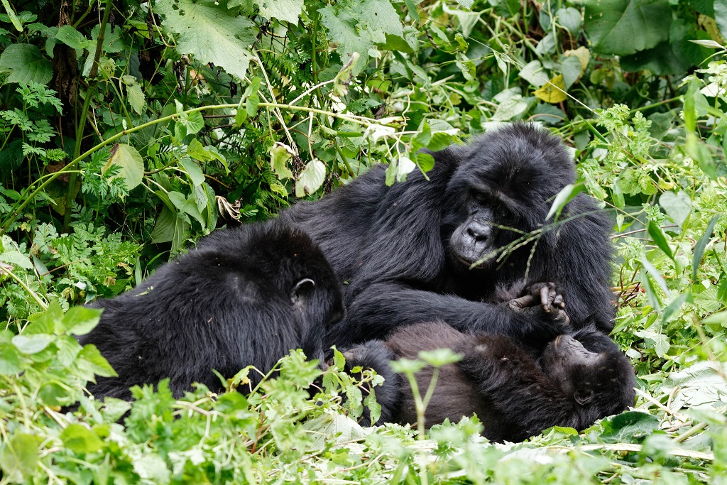 Virunga national park in Congo