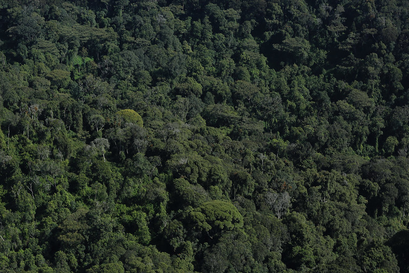 Nyungwe forest national park in Rwanda.