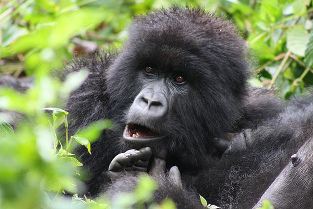 Amahoro gorilla Group