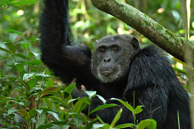 Chimpanzee Trekking.