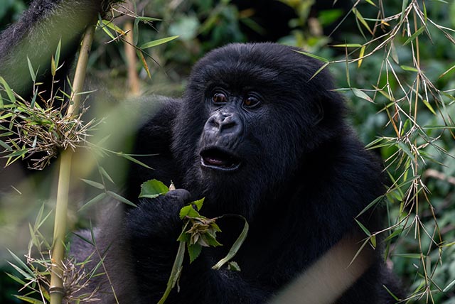 Karisimbi family gorilla trek