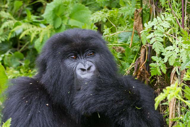 Kwitonda family gorilla adventure