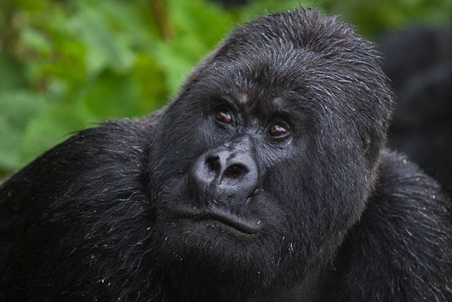 The sabinyo gorilla group safari