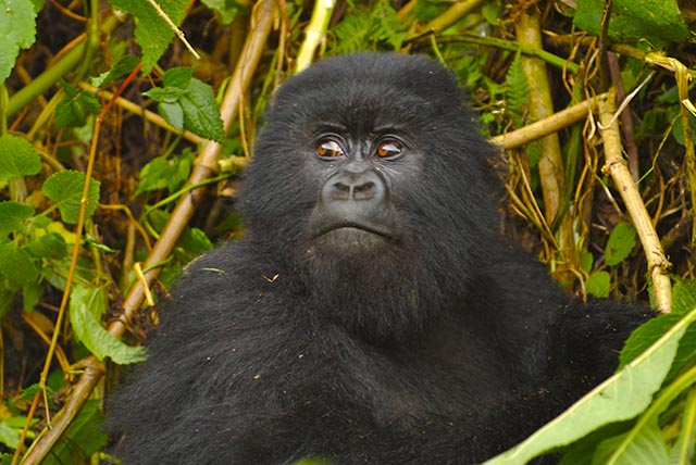 The Susa gorilla trek