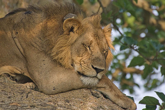 Tree climbing Lions Tracking