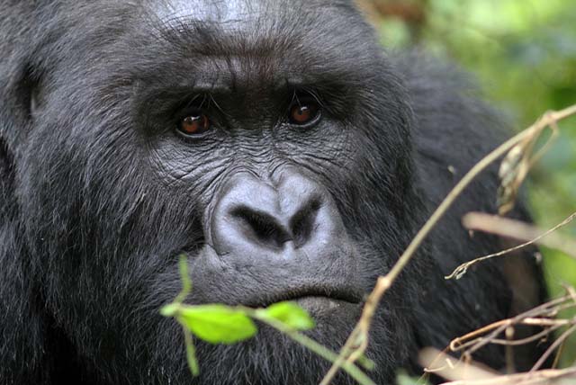 An encounter with gorillas in Congo