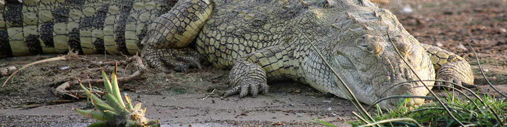 Crocodile