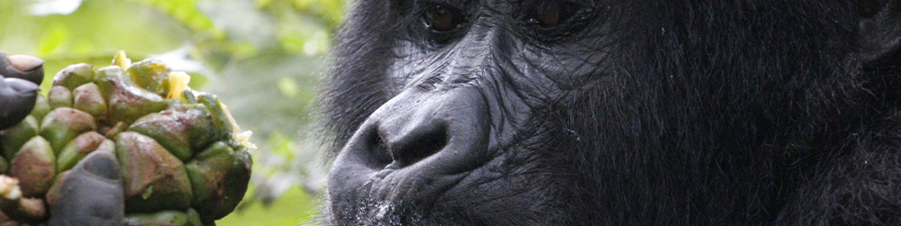 Mountain Gorilla