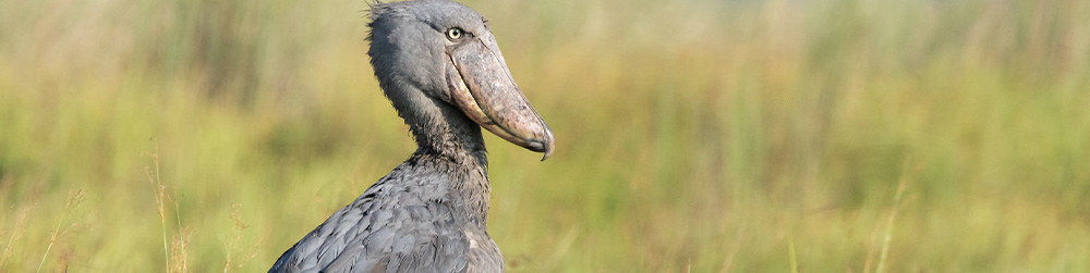 Shoebill