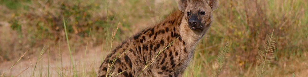 Spotted Hyena 