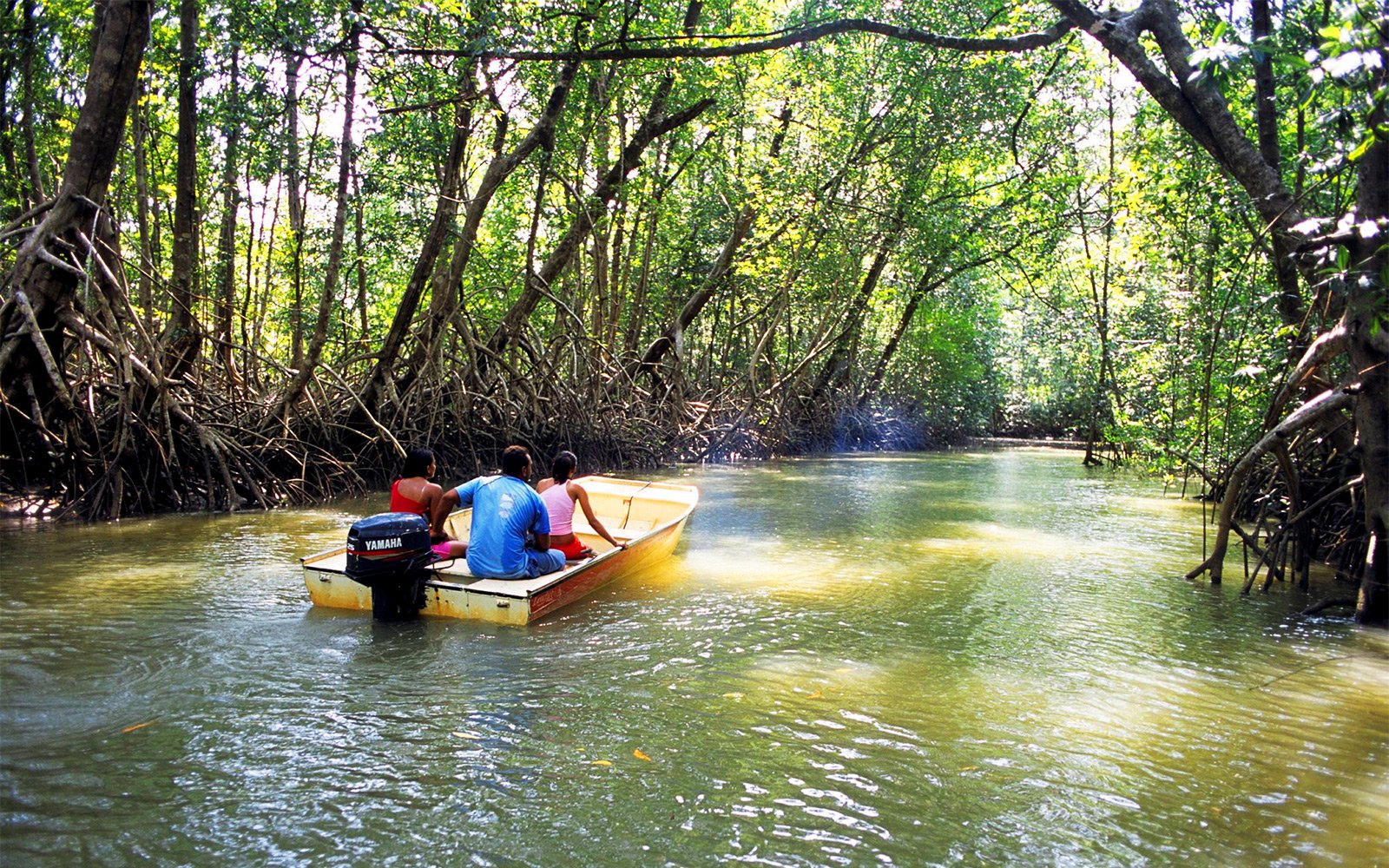 Mangroves national park