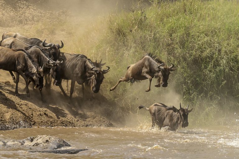 7 Days Kenya and Tanzania Safari