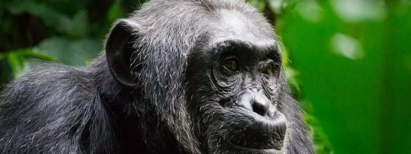adult-female-chimpanze7e