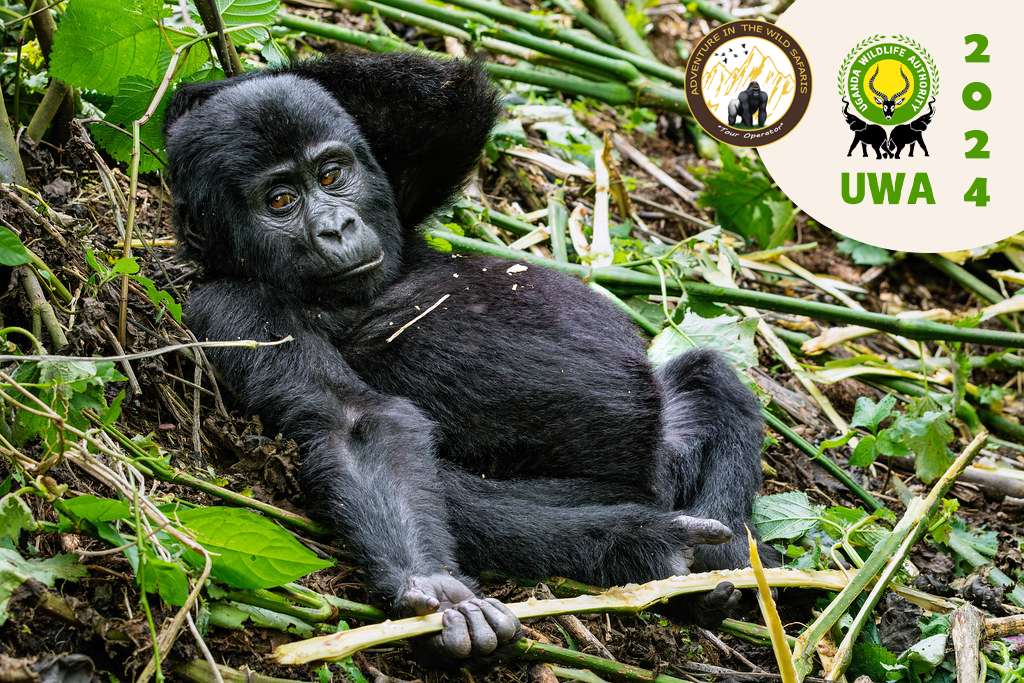 Uganda Gorilla Permit Fees in 2026/2027
