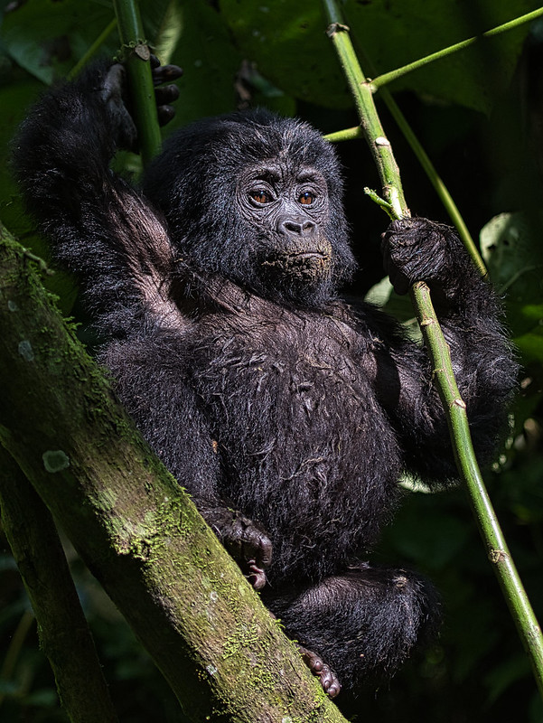 gorilla permit fees