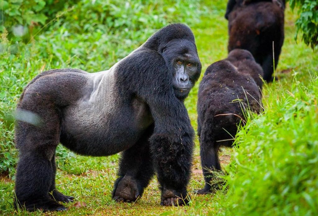 Budget Gorilla trekking Deals in Uganda