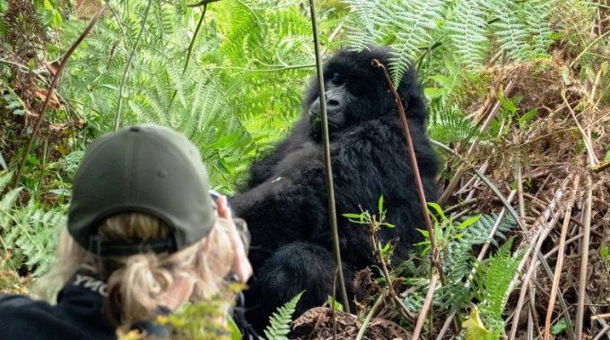Budget Gorilla Trekking Deals In Uganda 2024-2025