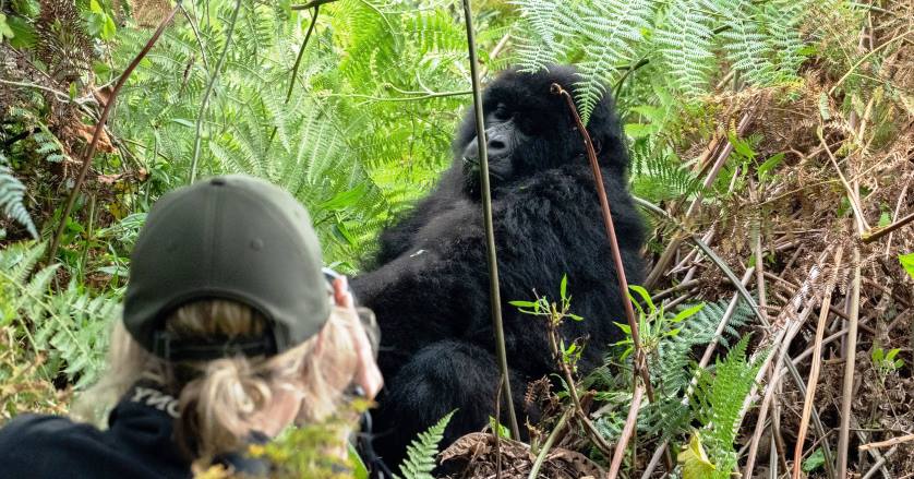 Budget Gorilla Trekking Deals in Uganda 2024-2025