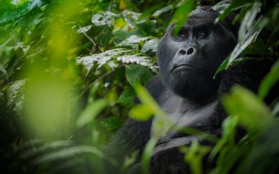 Best Time For Gorilla Trekking 2024